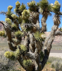 Juka krátkolistá - Yucca brevifolia - prodej semen - 20 ks