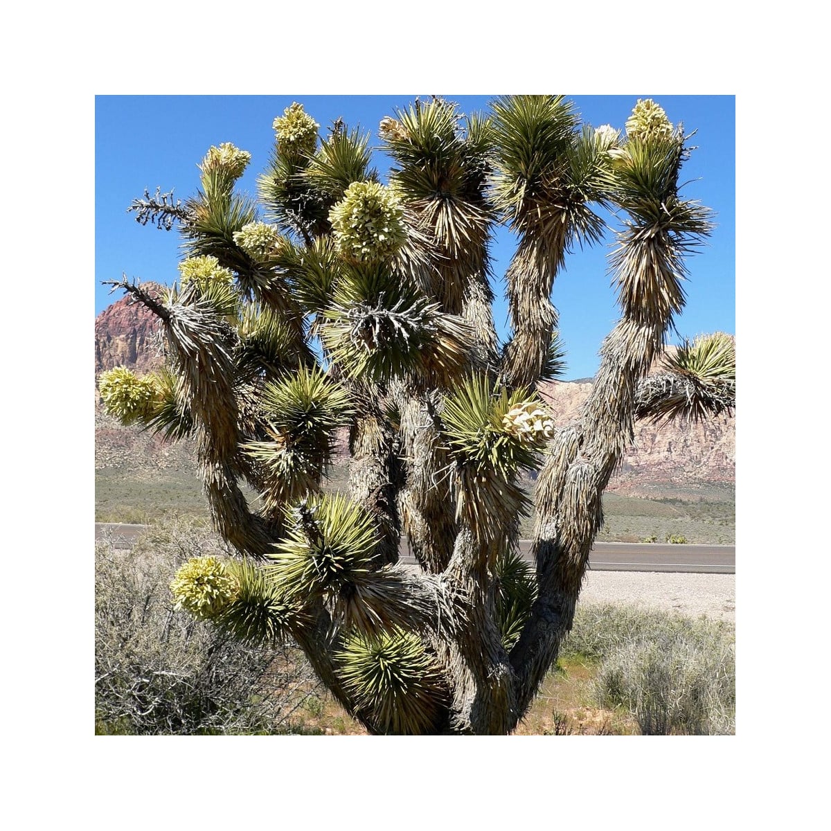 Juka krátkolistá - Yucca brevifolia - prodej semen - 20 ks