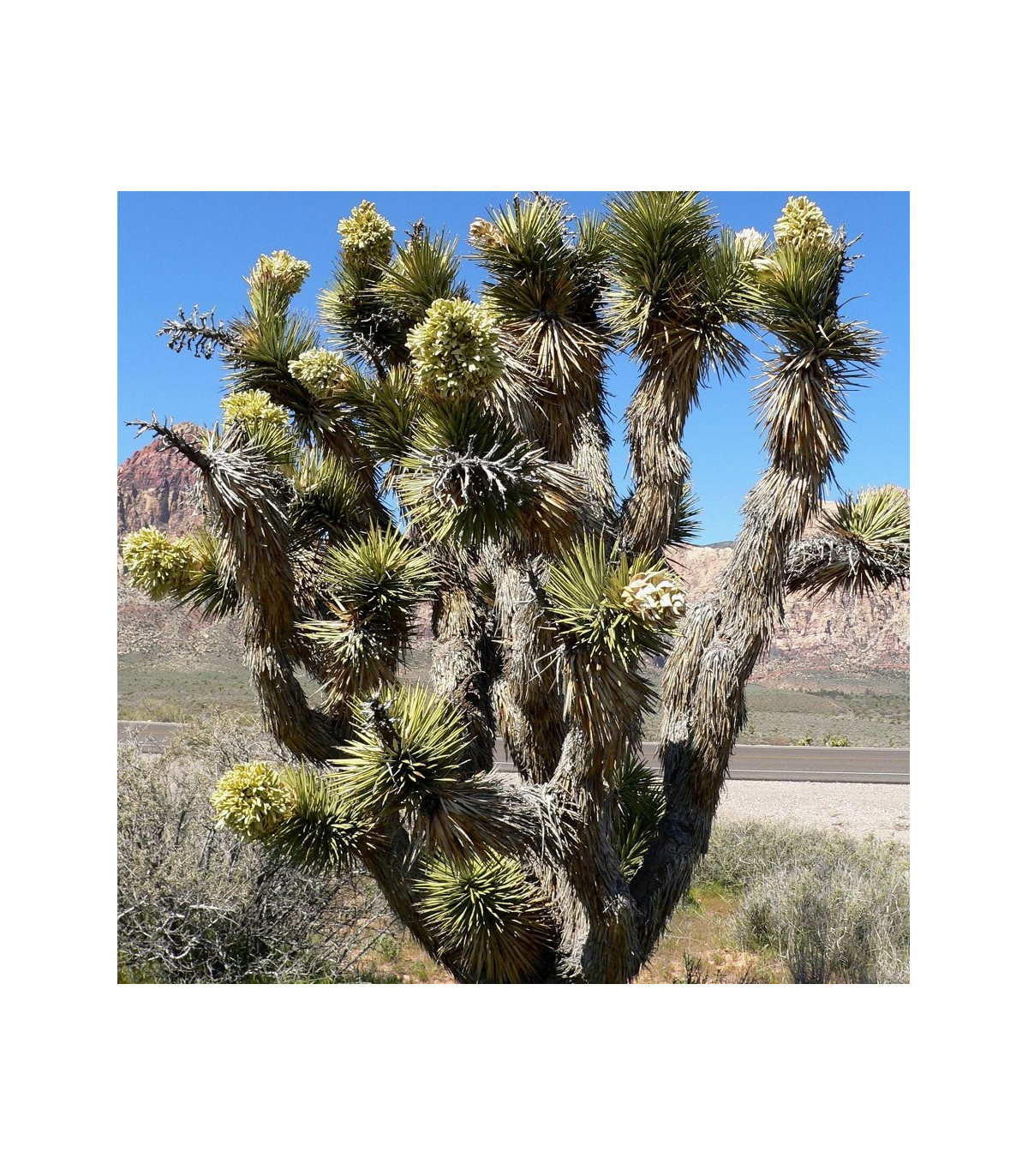 Juka krátkolistá - Yucca brevifolia - prodej semen - 6 ks