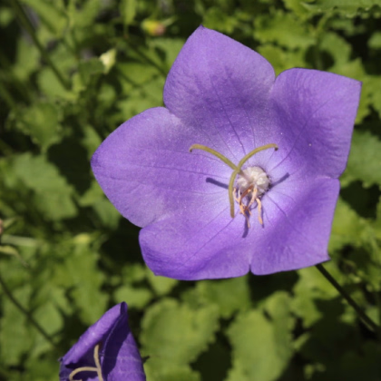 Zvonek karpatský modrý - Campanula carpatica - prodej semen - 400 ks