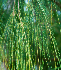 Přesličník obecný - Tropický dub - Casuarina Cunninghamiana - prodej semen - 5 ks