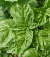 Bazalka pravá Genovese - Ocimum basilicum - prodej semen - 150 ks