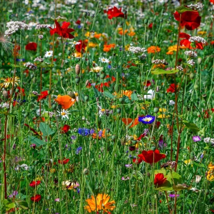 Střešní zahrada - Planta Naturalis - prodej semen - 10 g