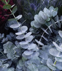 Eucalyptus cinerea - Eucalyptus cinerea - prodej semen - 8 ks