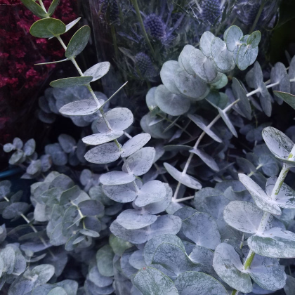 Eucalyptus cinerea - Eucalyptus cinerea - prodej semen - 8 ks