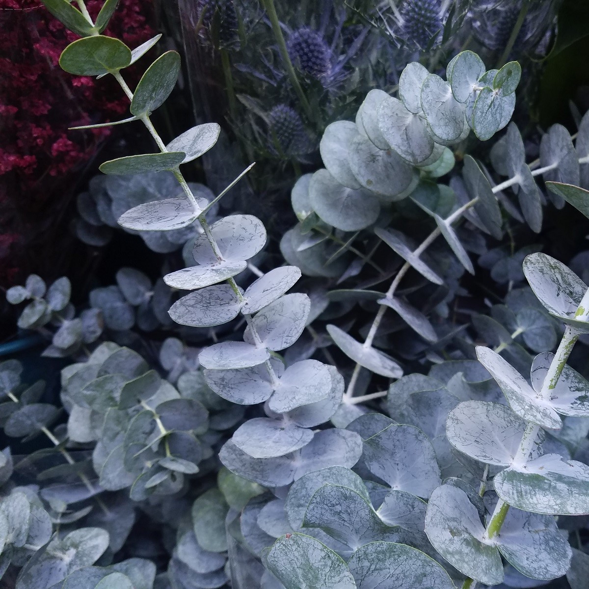 Eucalyptus cinerea - Eucalyptus cinerea - prodej semen - 8 ks