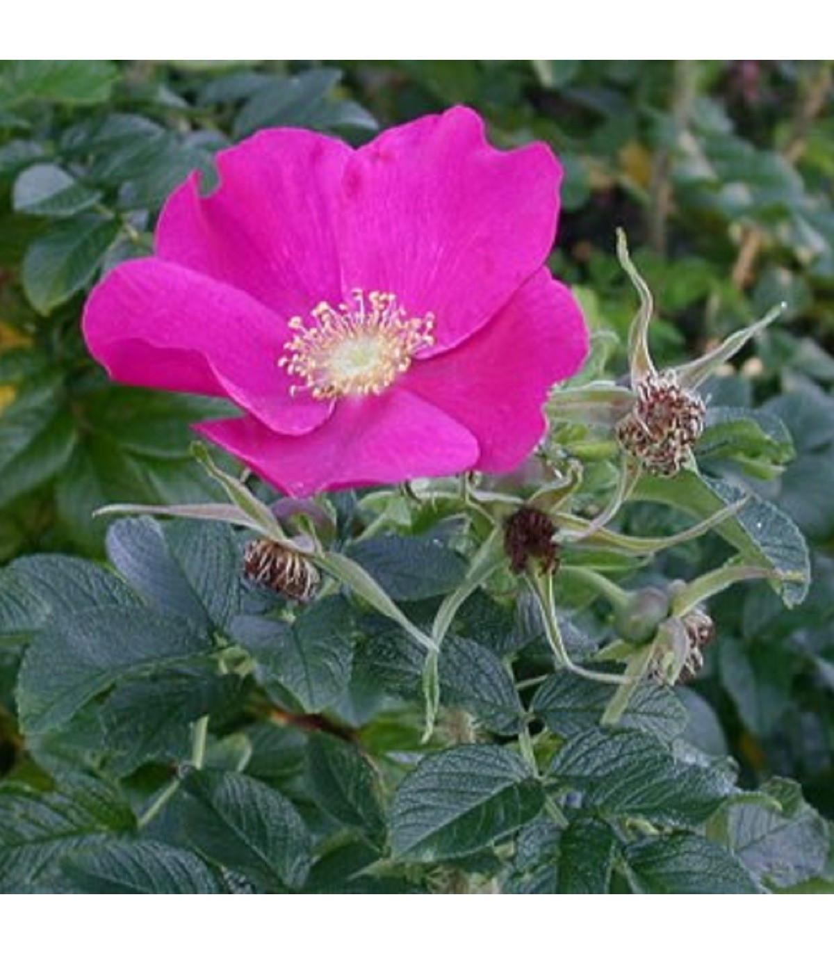 Růže svraskalá - Rosa rugosa - prodej růží - semena