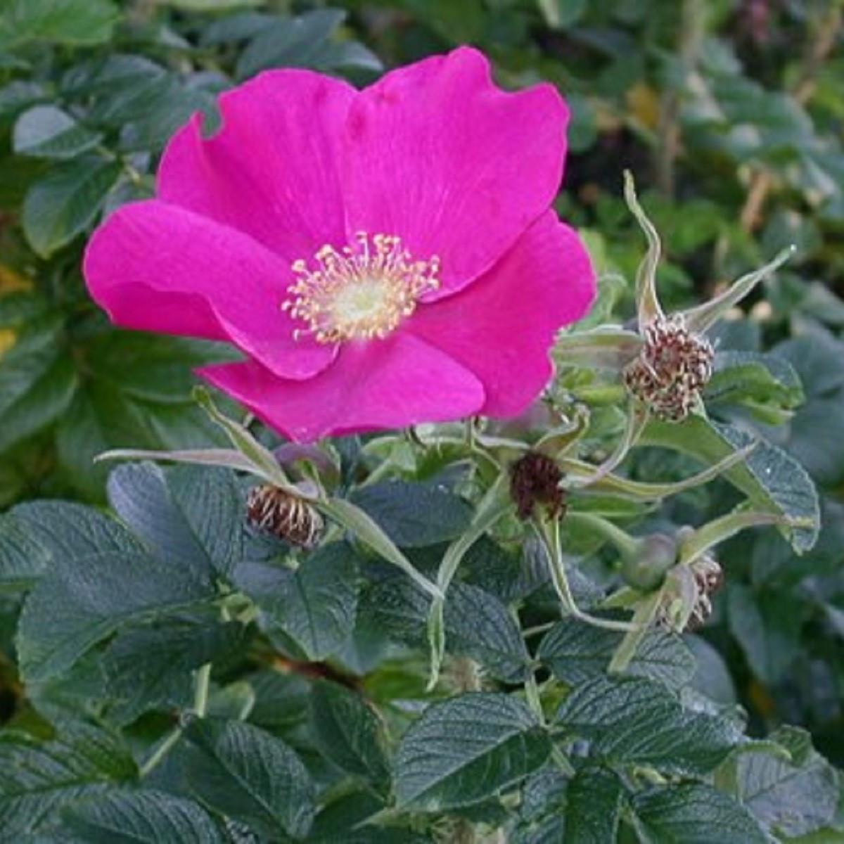 Růže svraskalá - Rosa rugosa - prodej semen - 5 ks