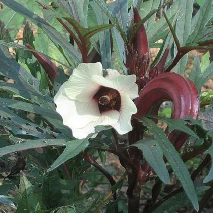 Ibišek jedlý - Okra burgunda - prodej semen - 8 ks