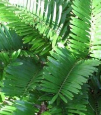 Keják celolistý - Cykas - Zamia floridana - prodej semen - 2 ks