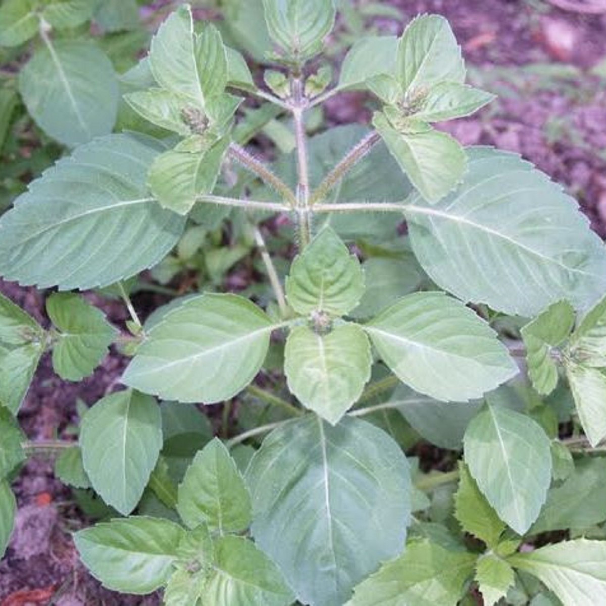 Bazalka pravá Spice - Ocimum basilicum Spice - prodej semen - 30 ks