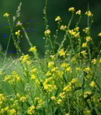 Hořčice černá - Brassica nigra - prodej semen - 50 ks