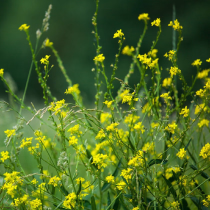 Hořčice černá - Brassica nigra - prodej semen - 50 ks