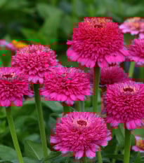 Ostálka Zinderella Purple - Zinnia elegans - prodej semen - 20 ks