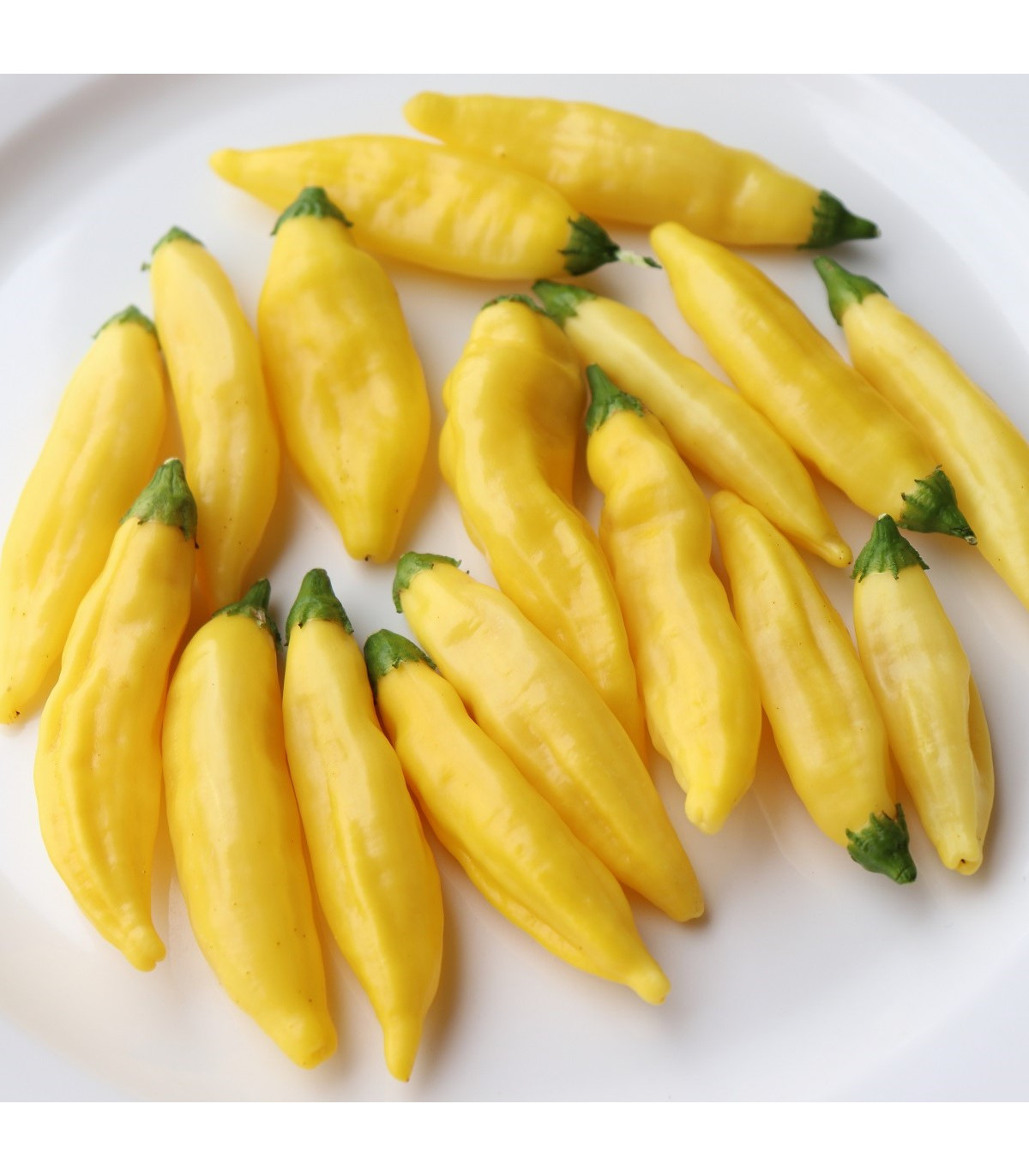 Chilli Lemon Drop - Capsicum baccatum - prodej semen - 7 ks