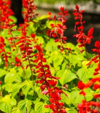Šalvěj šarlatová Lady in Red - Salvia coccinea - prodej semen - 10 ks