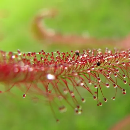 Rosnatka červená - Drosera capensis Giftberg - prodej semen - 15 ks