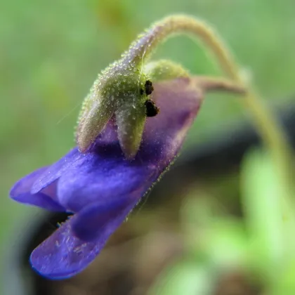 Semínka tučnice - Pinguicula - Founcine-le-Bas - Tučnice - prodej semen - 15 ks