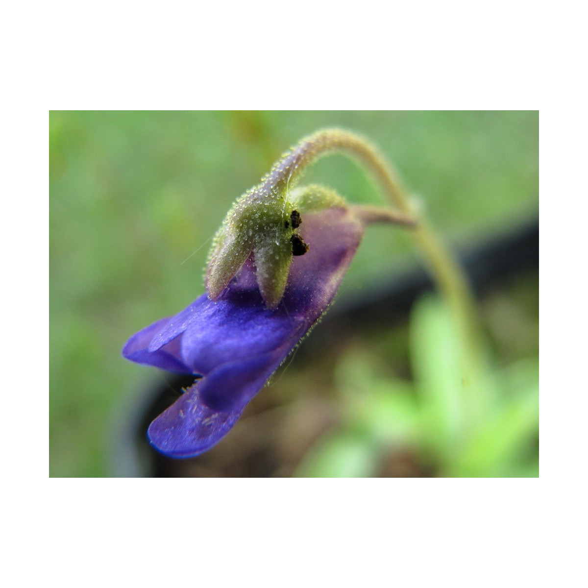 Semínka tučnice - Pinguicula - Founcine-le-Bas - Tučnice - prodej semen - 15 ks