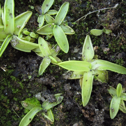 Semínka tučnice - Pinguicula - Founcine-le-Bas - Tučnice - prodej semen - 15 ks