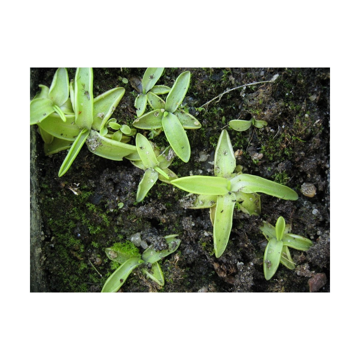 Semínka tučnice - Pinguicula - Founcine-le-Bas - Tučnice - prodej semen - 15 ks