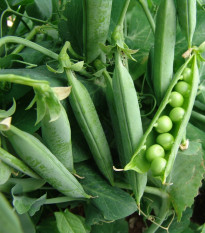 Hrách dřeňový Premium - Pisum sativum - prodej semen - 80 ks