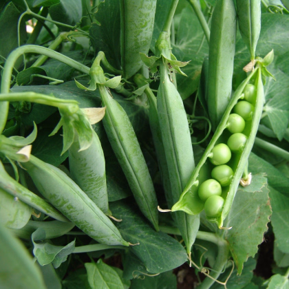 Hrách dřeňový Premium - Pisum sativum - prodej semen - 80 ks