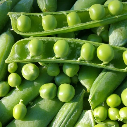Hrách dřeňový Maxigolt - Pisum sativum - prodej semen - 35 ks