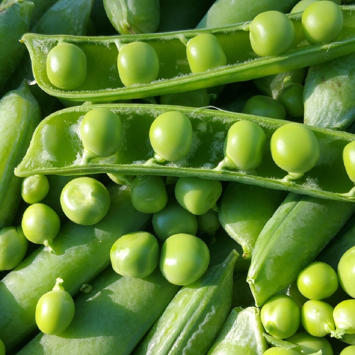 Hrách dřeňový Maxigolt - Pisum sativum - prodej semen - 35 ks