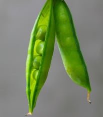 Hrách cukrový Norli - Pisum sativum - prodej semen - 60 ks