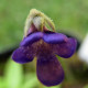 Semínka tučnice - Pinguicula - Founcine-le-Bas - Tučnice - prodej semen - 15 ks