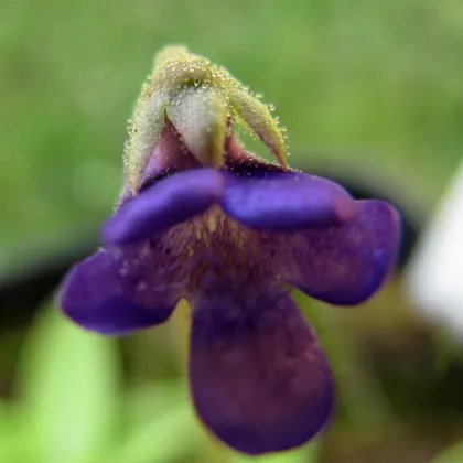 Semínka tučnice - Pinguicula - Founcine-le-Bas - Tučnice - prodej semen - 15 ks