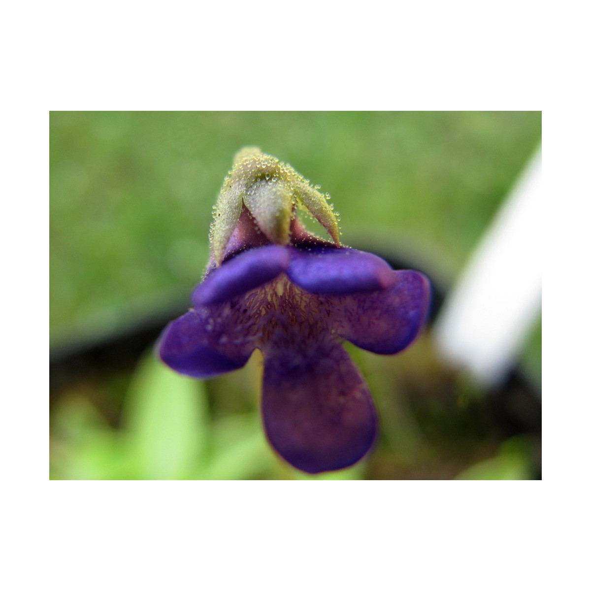 Semínka tučnice - Pinguicula - Founcine-le-Bas - Tučnice - prodej semen - 15 ks