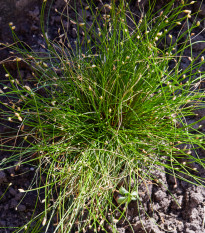 Isolepis Live Wire - Isolepis cernua - prodej semen - 10 ks