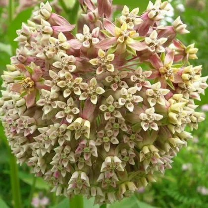 Klejicha hedvábná - Asclepias syriaca - prodej semen - 20 ks