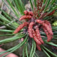 Borovice čínská - Pinus tabuliformis - prodej semen - 15 ks
