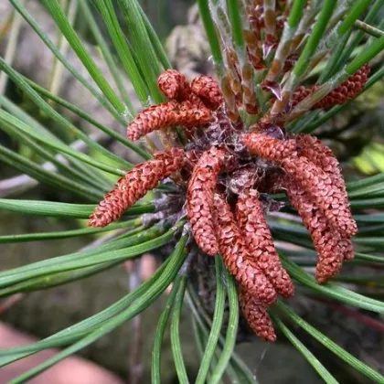 Borovice čínská - Pinus tabuliformis - prodej semen - 15 ks