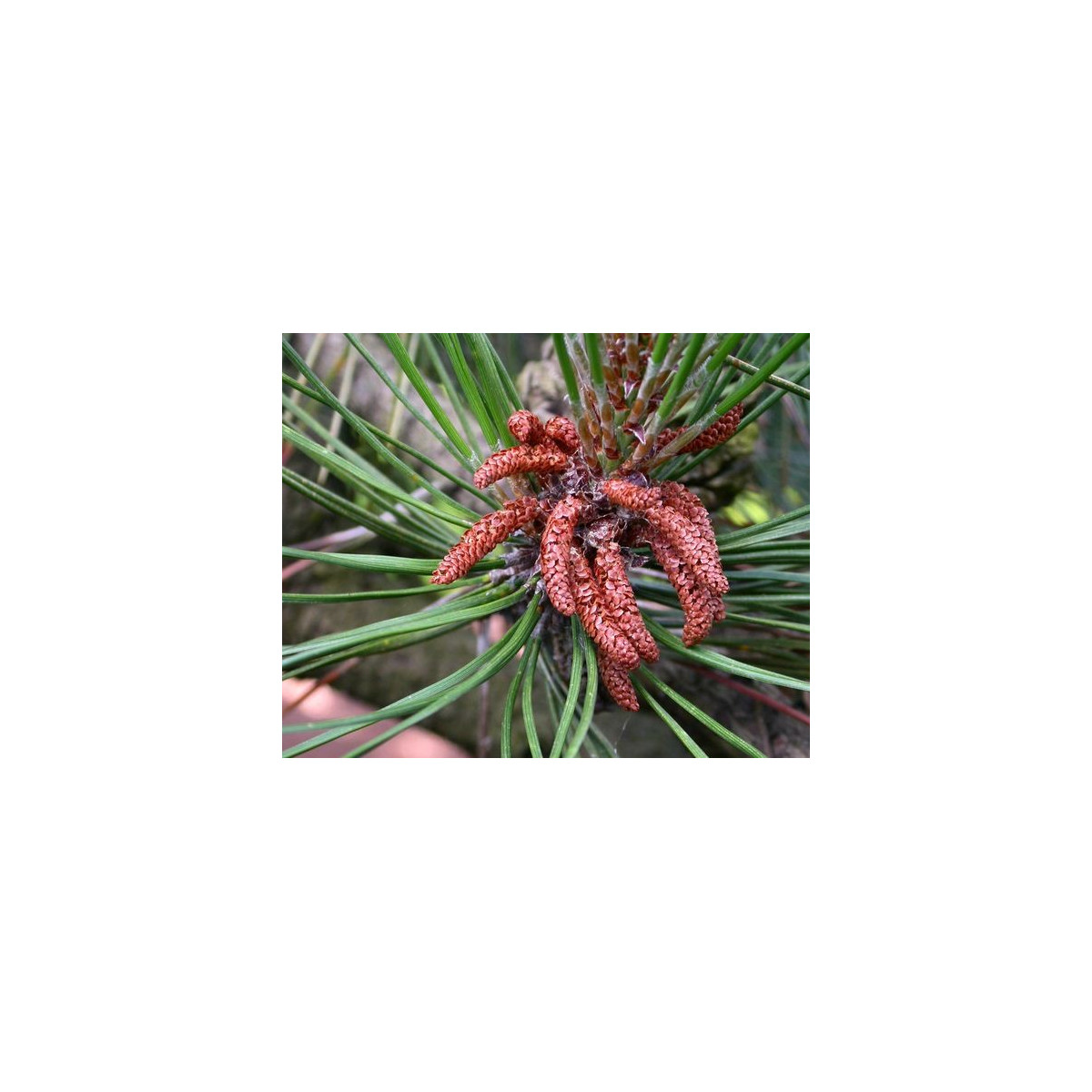 Borovice čínská - Pinus tabuliformis - prodej semen - 15 ks