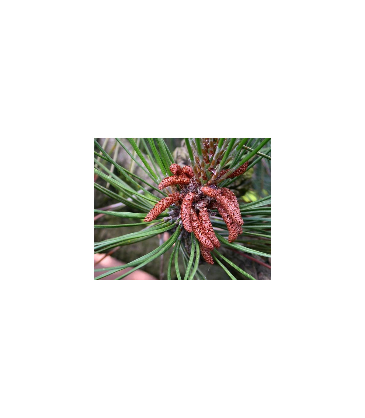 Borovice čínská - Pinus tabuliformis - prodej semen - 7 ks