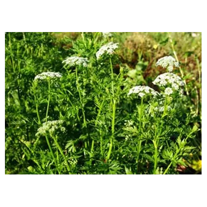 Jarva monnieri - Cnidium monnieri - prodej semen - 20 ks