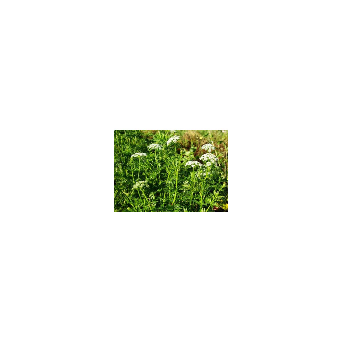 Jarva monnieri - Cnidium monnieri - prodej semen - 20 ks