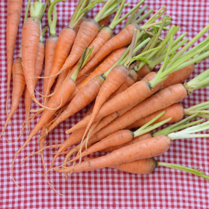 BIO Mrkev raná Amiva - Daucus carota - prodej bio semen - 400 ks