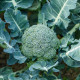 Brokolice Apolena F1 - Brassica oleracea L. - prodej semen - 30 ks