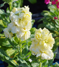 Fiala letní Anytime Yellow - Matthiola incana - prodej semen - 60 ks