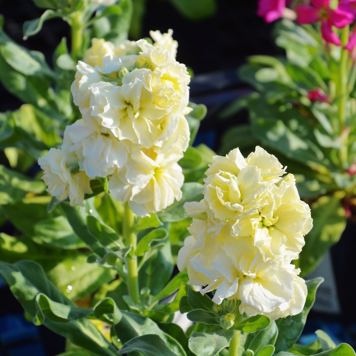 Fiala letní Anytime Yellow - Matthiola incana - prodej semen - 60 ks