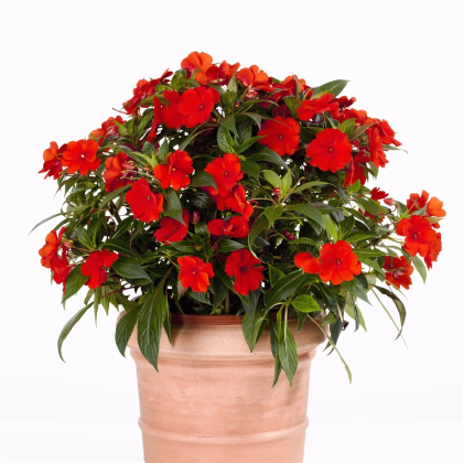 Netýkavka Beacon Bright Red F1 - Impatiens walleriana - prodej semen - 15 ks