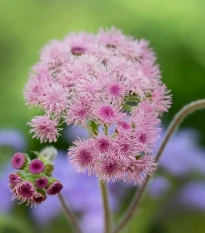 Nestařec americký Pink - Ageratum houstonianum - prodej semen - 30 ks