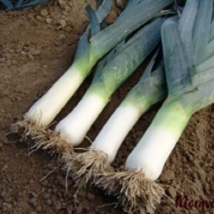 Pór zimní Titus - Allium porrum - prodej semen - 200 ks