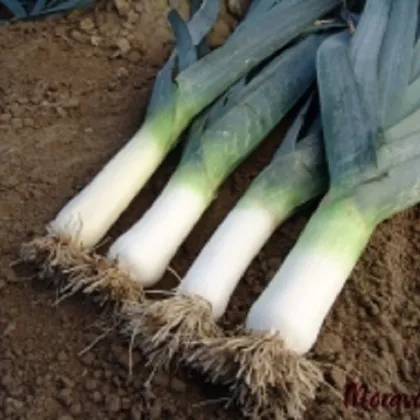 Pór zimní Titus - Allium porrum - prodej semen - 200 ks