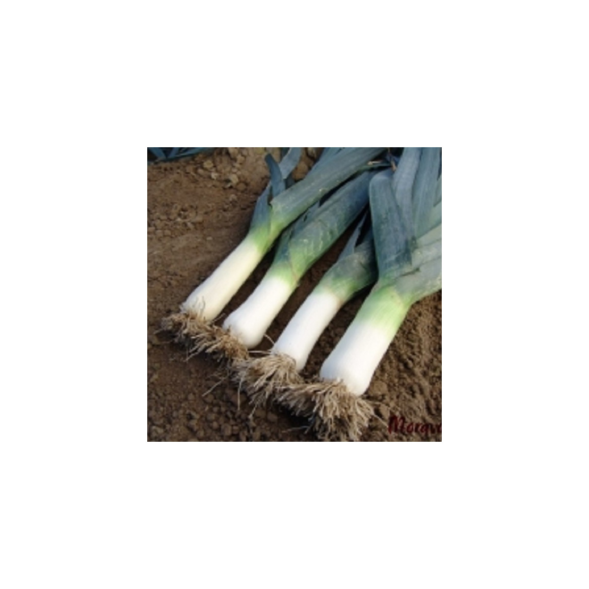 Pór zimní Titus - Allium porrum - prodej semen - 200 ks